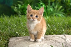 我家的小貓_50字 我家的小貓_50字