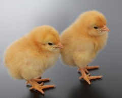 家里的小雞 家里的小雞