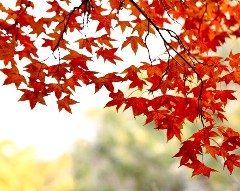 秋天的楓葉作文 秋天的楓葉作文