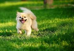 我家的小狗作文 我家的小狗作文