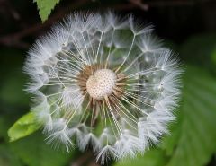 描寫蒲公英的作文 描寫蒲公英的作文