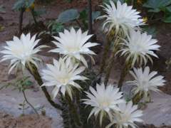 仙人球開花了 仙人球開花了