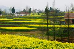 油菜花的季節(jié)650字 油菜花的季節(jié)650字