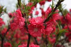 借景抒情的作文100字-賞桃花 借景抒情的作文100字-賞桃花