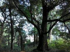 老家的樹 老家的樹