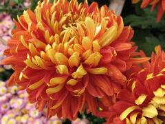 去看菊花展 去看菊花展