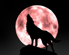 母愛(ài)-讀《狼王夢(mèng)》有感 母愛(ài)-讀《狼王夢(mèng)》有感