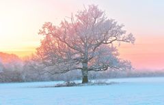 雪中趣事200字作文 雪中趣事200字作文