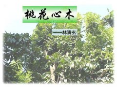 《桃花心木》讀后感200字 《桃花心木》讀后感200字